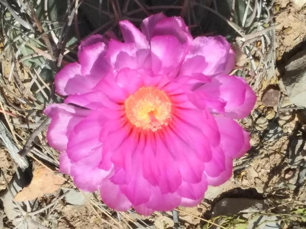 Camping At Desert Gardens Oasis In Lobo, Tx Van Horn Luaran gambar