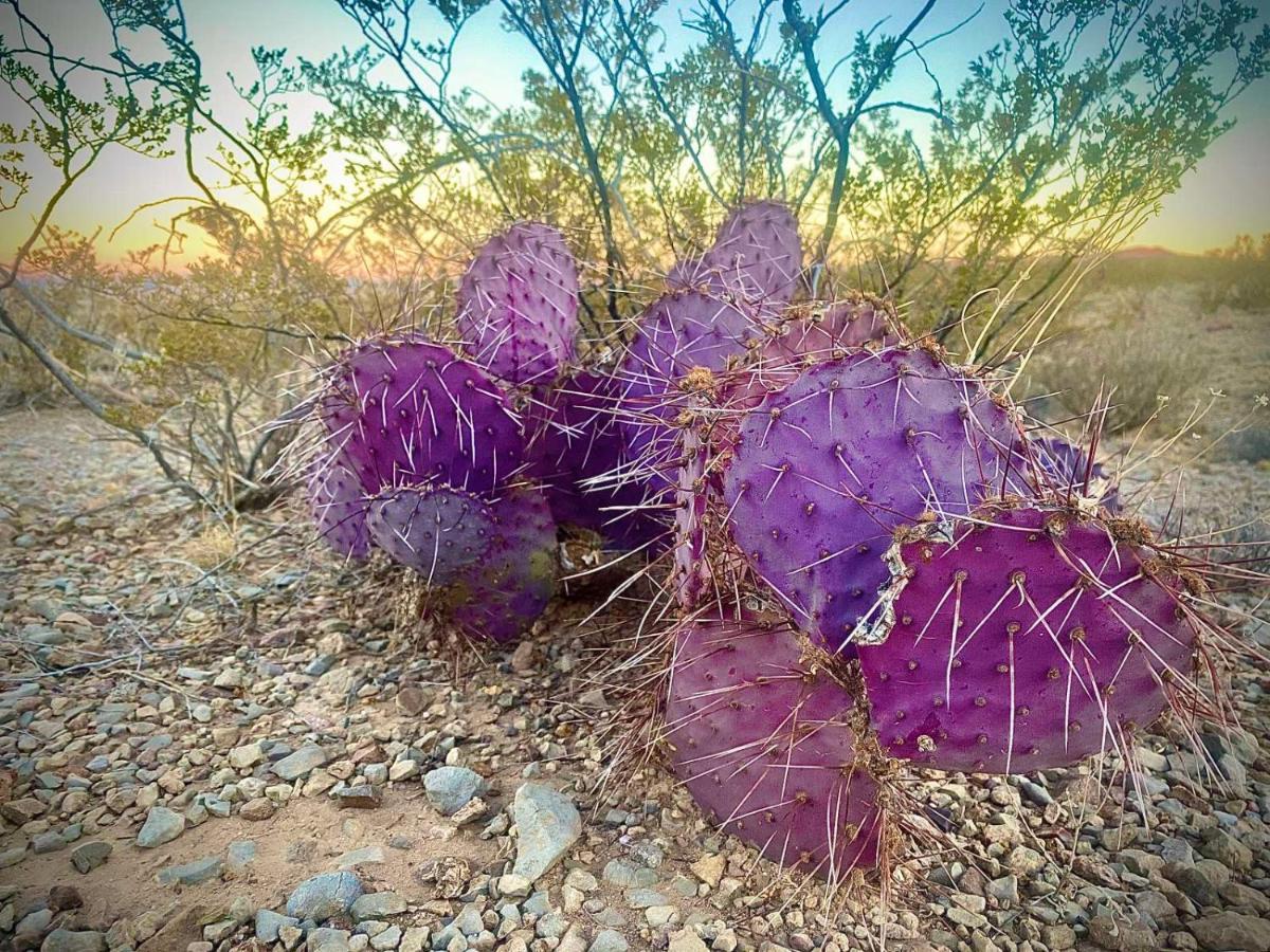 Camping At Desert Gardens Oasis In Lobo, Tx Van Horn Luaran gambar